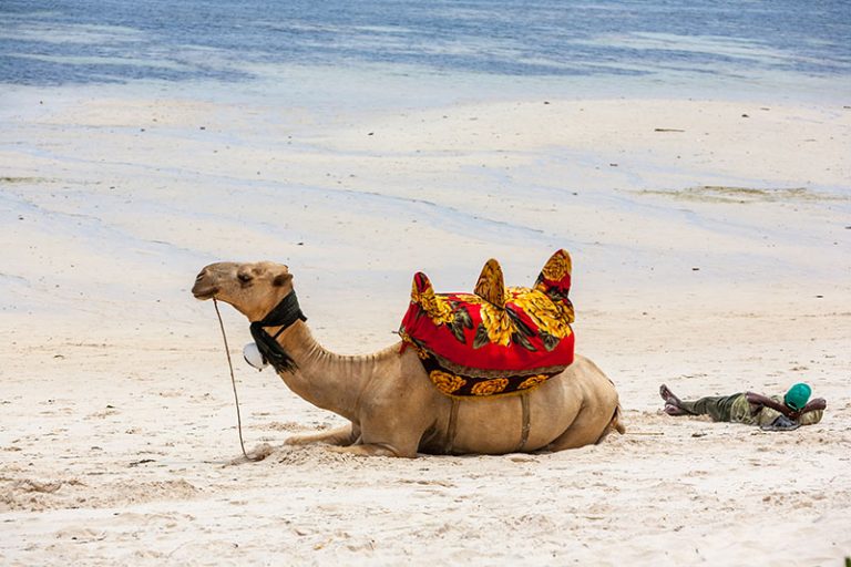 Camel lying on the sand